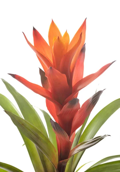 Bromelia Potted Plant Front White Background — Stock Photo, Image