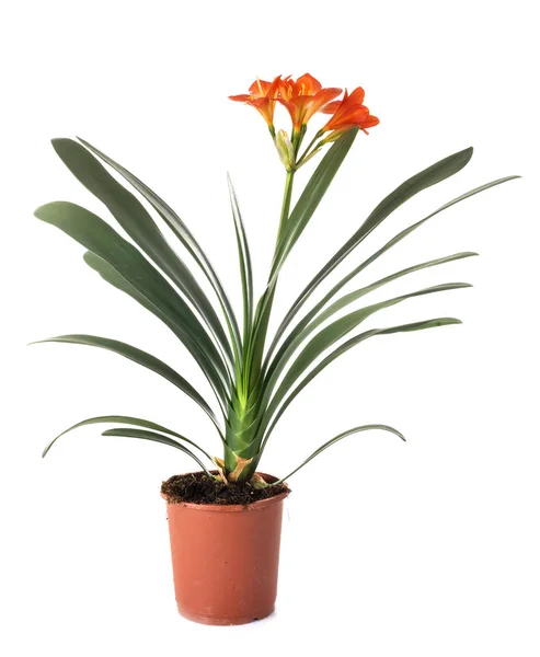 Clivia Potted Plant Front White Background — Stock Photo, Image