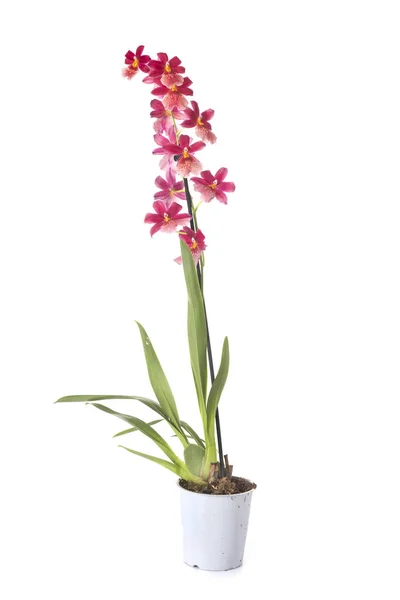 Cambria Orquídea Maceta Planta Frente Fondo Blanco —  Fotos de Stock