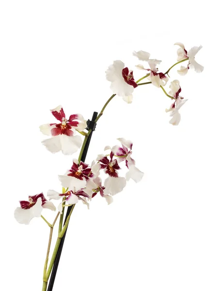 Planta Potted Orchid Cymbidium Frente Fundo Branco — Fotografia de Stock