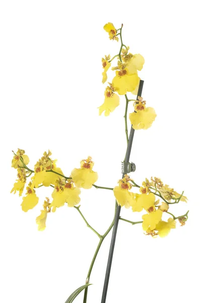 Цимбидиевая Орхидея Горшок Растение Белом Фоне — стоковое фото