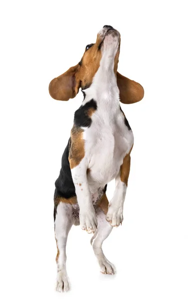 Beagle Cane Davanti Sfondo Bianco — Foto Stock