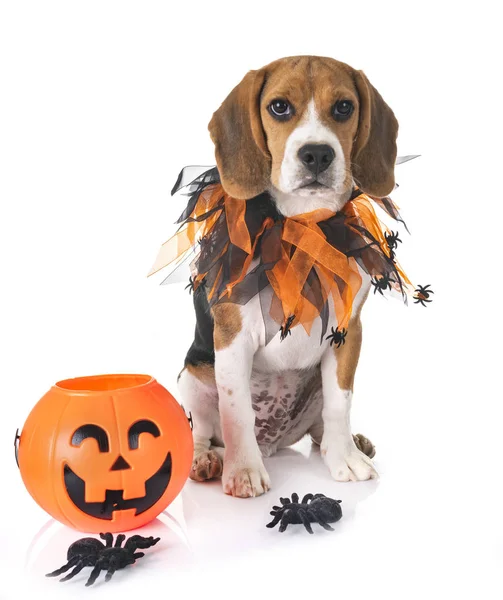 Beaglehund Och Halloween Framför Vit Bakgrund — Stockfoto