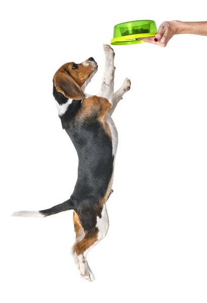 Beagle Perro Comiendo Delante Fondo Blanco — Foto de Stock