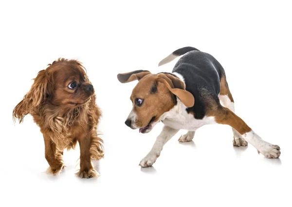 Beagle Perro Cavalier Rey Charles Frente Fondo Blanco — Foto de Stock