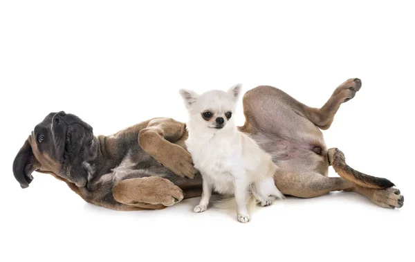 Cachorro Italiano Mastim Chihuahua Frente Fundo Branco — Fotografia de Stock