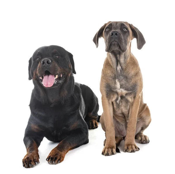 Köpek Yavrusu Talyan Mastiff Beyaz Arka Plan Önünde Rottweiler — Stok fotoğraf