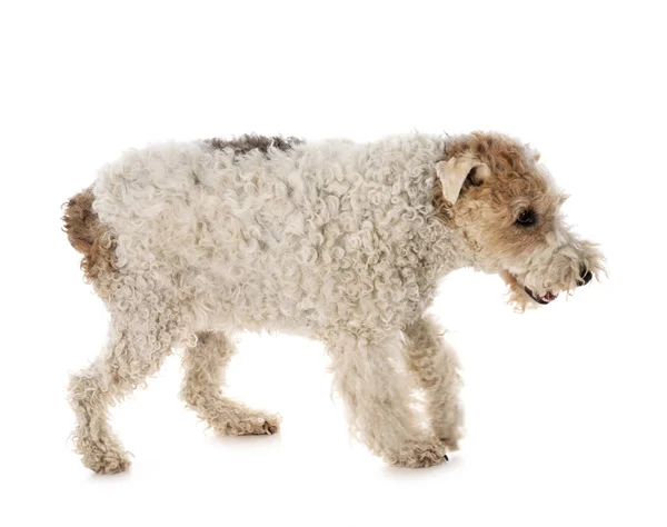 Fox Terrier Front White Background — Stock Photo, Image