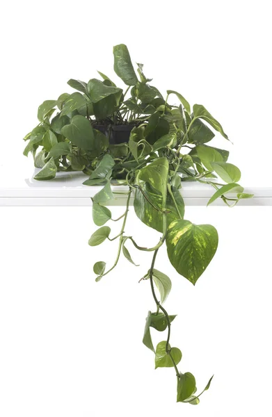 Epipremnum Aureum Potted Plant Front White Background — Stock Photo, Image