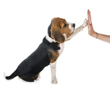 Beyaz arka planda av köpeği