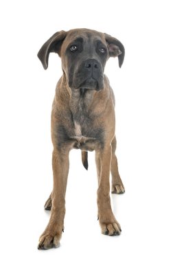 Beyaz arka planda köpek yavrusu İtalyan mastifi.