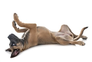 Beyaz arka planda köpek yavrusu İtalyan mastifi.