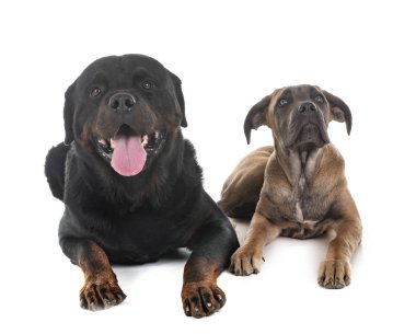 köpek yavrusu İtalyan mastiff ve beyaz arka plan önünde rottweiler