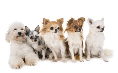 Little lar köpekler beyaz arka plan önünde