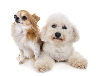 Little lar köpekler beyaz arka plan önünde