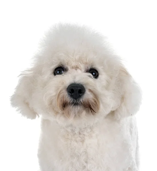 Cane Maltese Davanti Allo Sfondo Bianco — Foto Stock