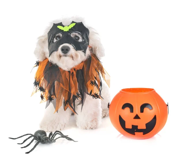 Maltese Dog Halloween Front White Background — Stock Photo, Image