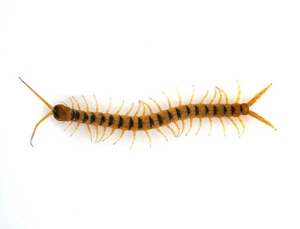 Brown Scolopendra Front White Background — Stock Photo, Image