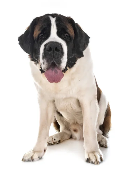 Saint Bernard Front White Background — Stock Photo, Image