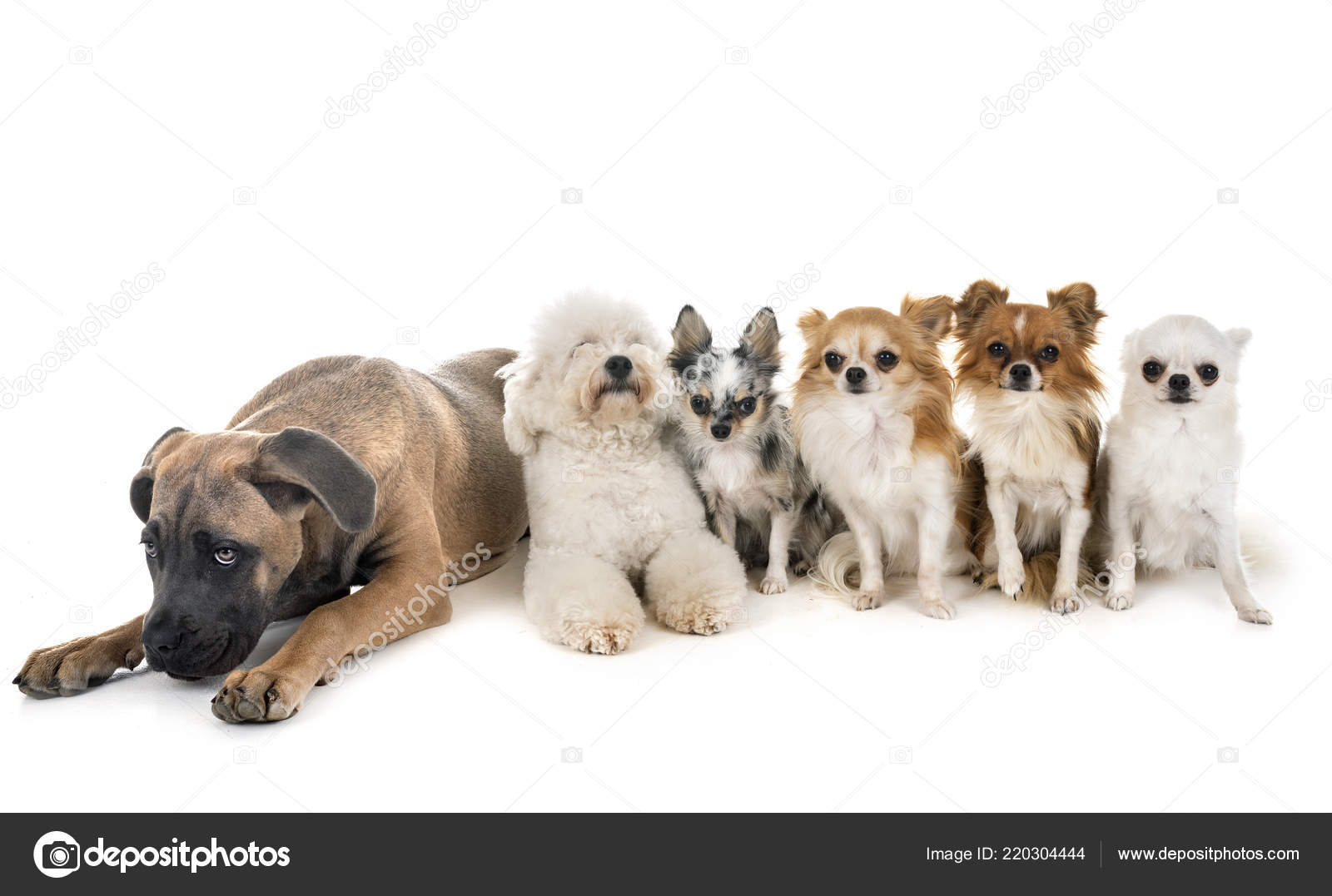 Mastiff Italien Chiot Petit Chien Devant Fond Blanc