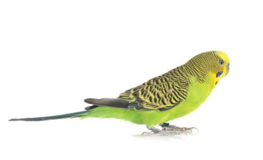 Beyaz arka plan önünde genç muhabbet kuşu