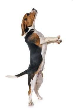 Beyaz arka planda av köpeği