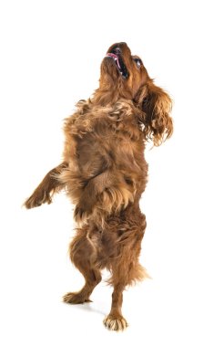 Beyaz arkaplan önünde süvari kral Charles