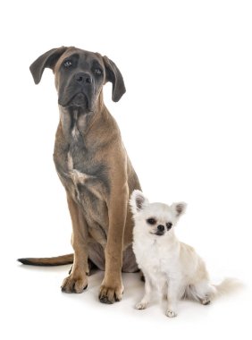 köpek yavrusu İtalyan mastiff ve beyaz arka plan önünde chihuahua