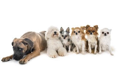 köpek yavrusu İtalyan mastiff ve beyaz arka plan önünde küçük köpekler