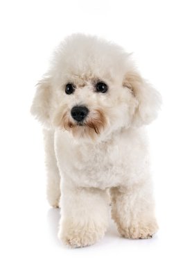 Beyaz arka plan önünde Malta köpeği