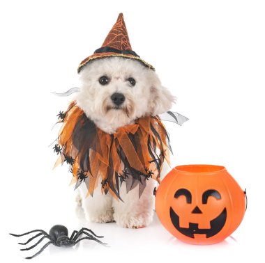 Malta köpek ve beyaz arka plan önünde Cadılar Bayramı