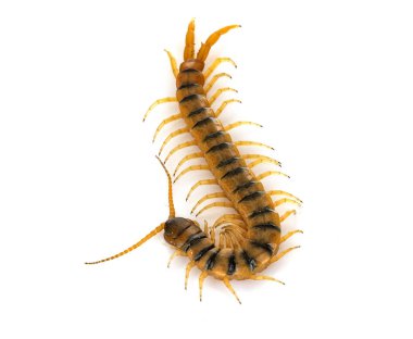 Beyaz arka plan önünde kahverengi Scolopendra