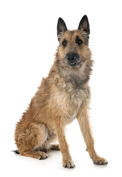 Belgian Shepherd Laekenois Front White Background — Stock Photo, Image