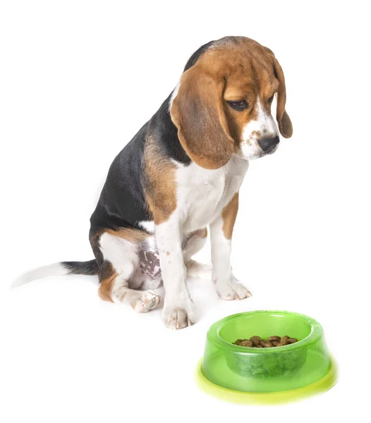 Beagle Dog Eating Front White Background Stock Photo