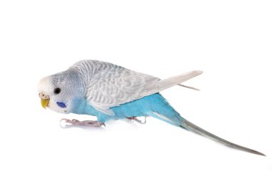 Beyaz arka plan önünde genç muhabbet kuşu