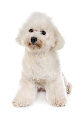 Beyaz arka plan önünde Malta köpeği