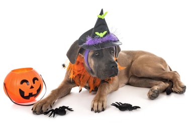 köpek yavrusu İtalyan mastiff ve beyaz arka plan önünde Cadılar Bayramı