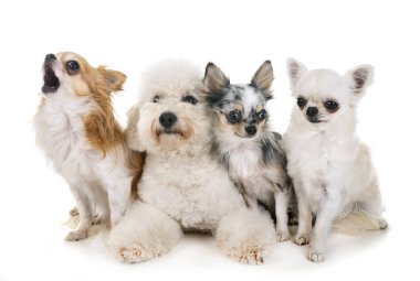 Little lar köpekler beyaz arka plan önünde