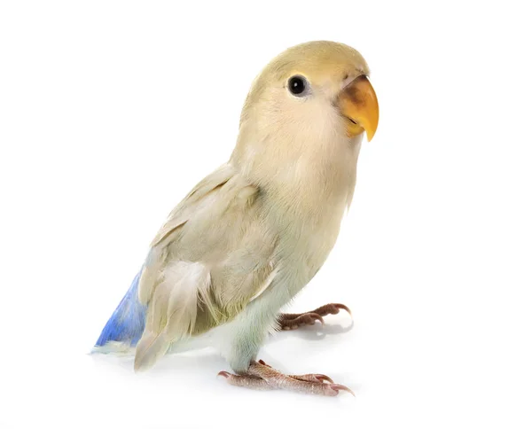 Azul Lovebird Frente Fundo Branco — Fotografia de Stock