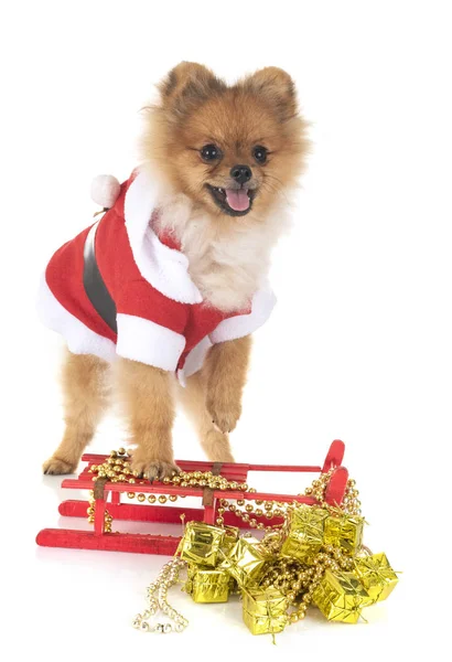 Köpek Yavrusu Pomeranian Noel Beyaz Arka Plan Önünde — Stok fotoğraf