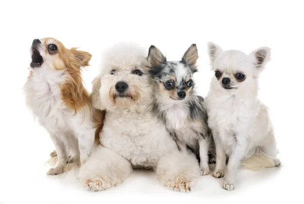 Littles Dogs Front White Background — Stock Photo, Image