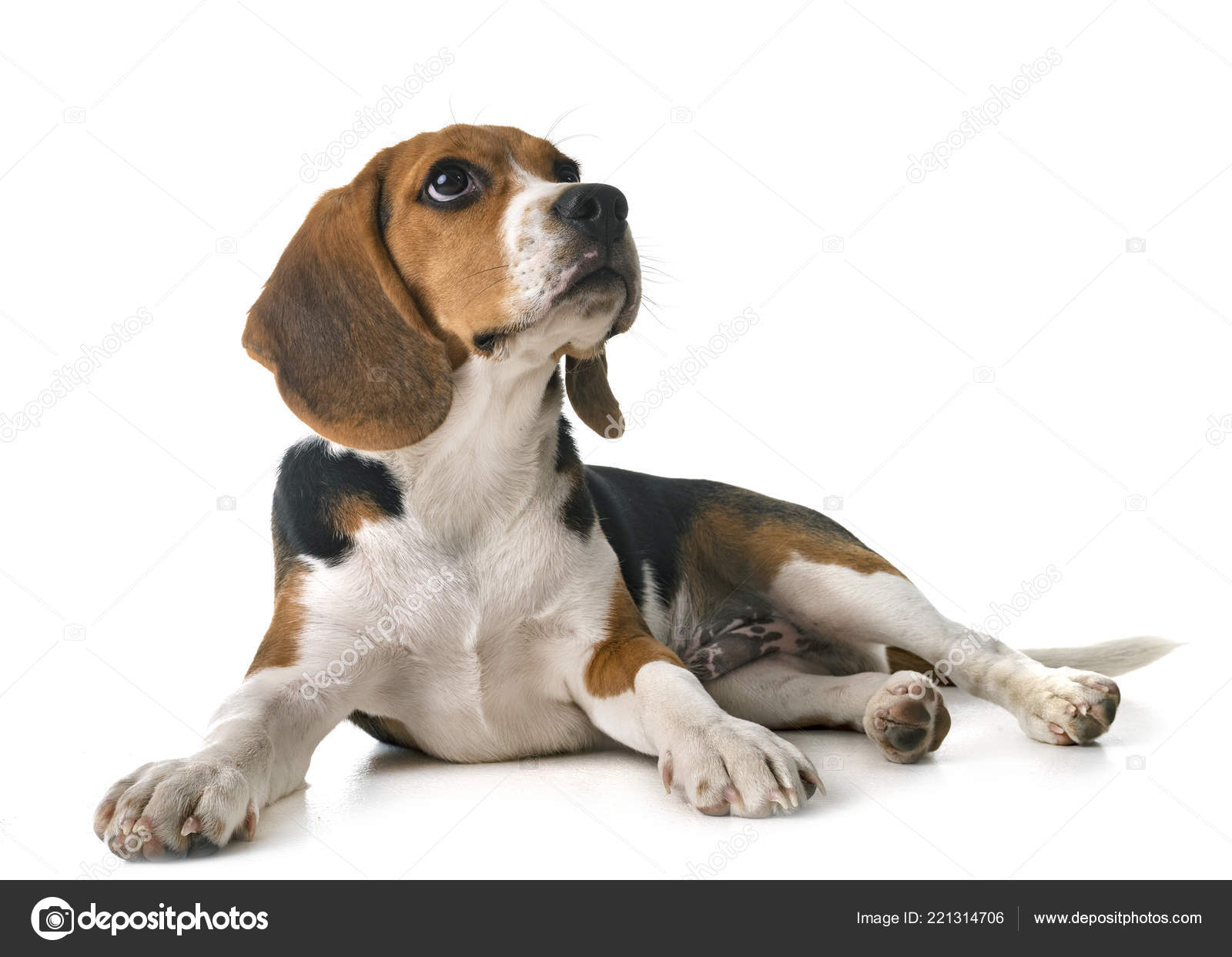 Chien Beagle Devant Fond Blanc Photographie Cynoclub