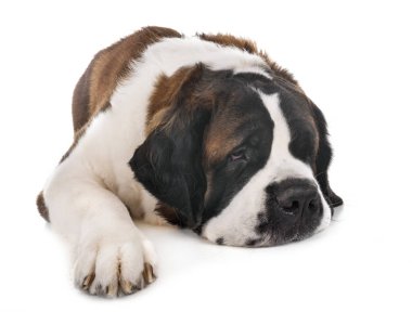 Saint bernard beyaz arka plan önünde