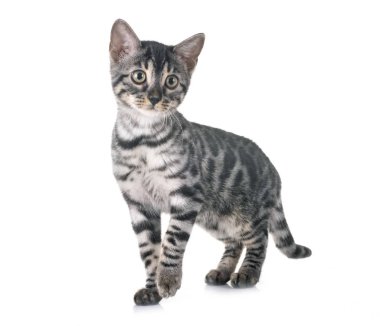 Bengal kedisi beyaz arka planda