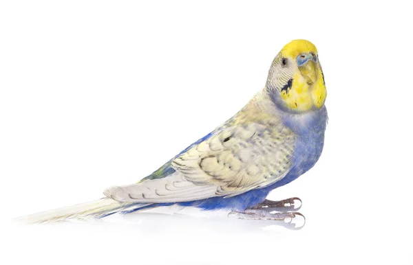 Young Budgerigar Front White Background — Stock Photo, Image