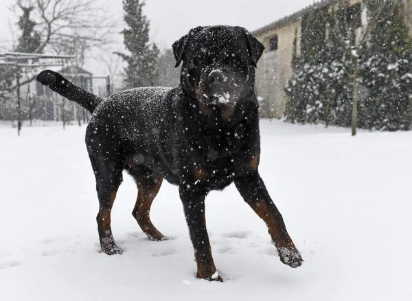 Ενήλικος Rottweiler Παίζει Στο Χιόνι Χειμώνα — Φωτογραφία Αρχείου