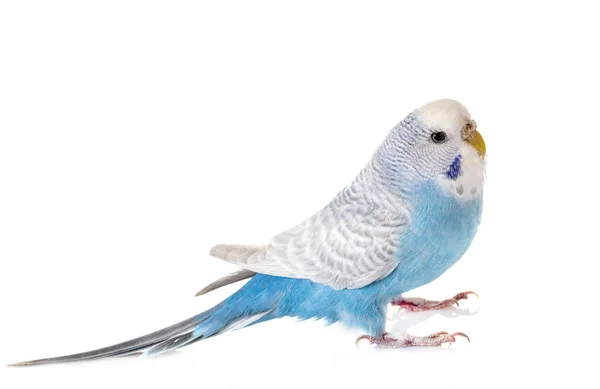 Young Budgerigar Front White Background — Stock Photo, Image