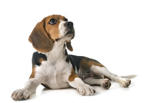 Beagle Cane Davanti Sfondo Bianco — Foto Stock