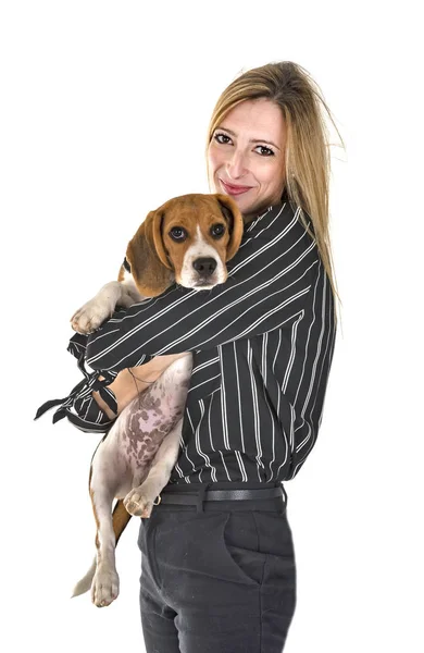 Beagle Hond Vrouw Voor Witte Achtergrond — Stockfoto