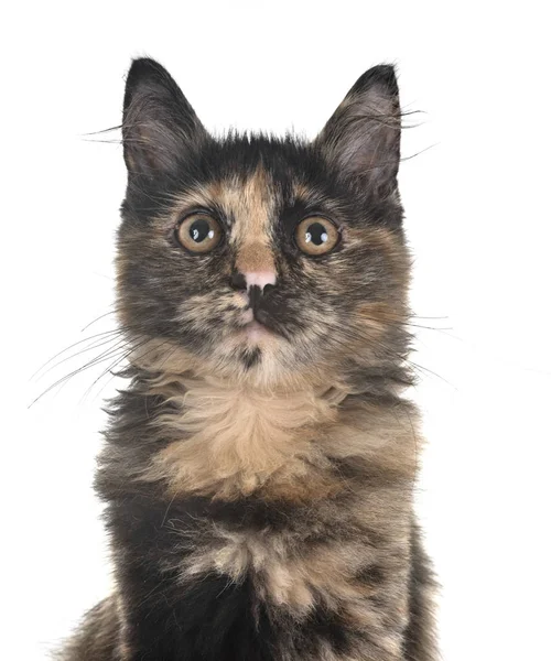 Tricolor Kitten Front White Background — Stock Photo, Image